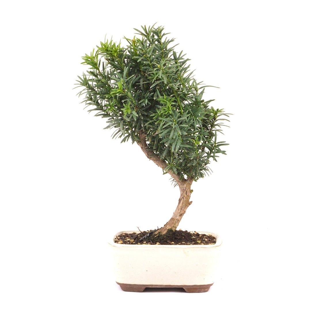 Eibe Hybrid 'Taxus media'