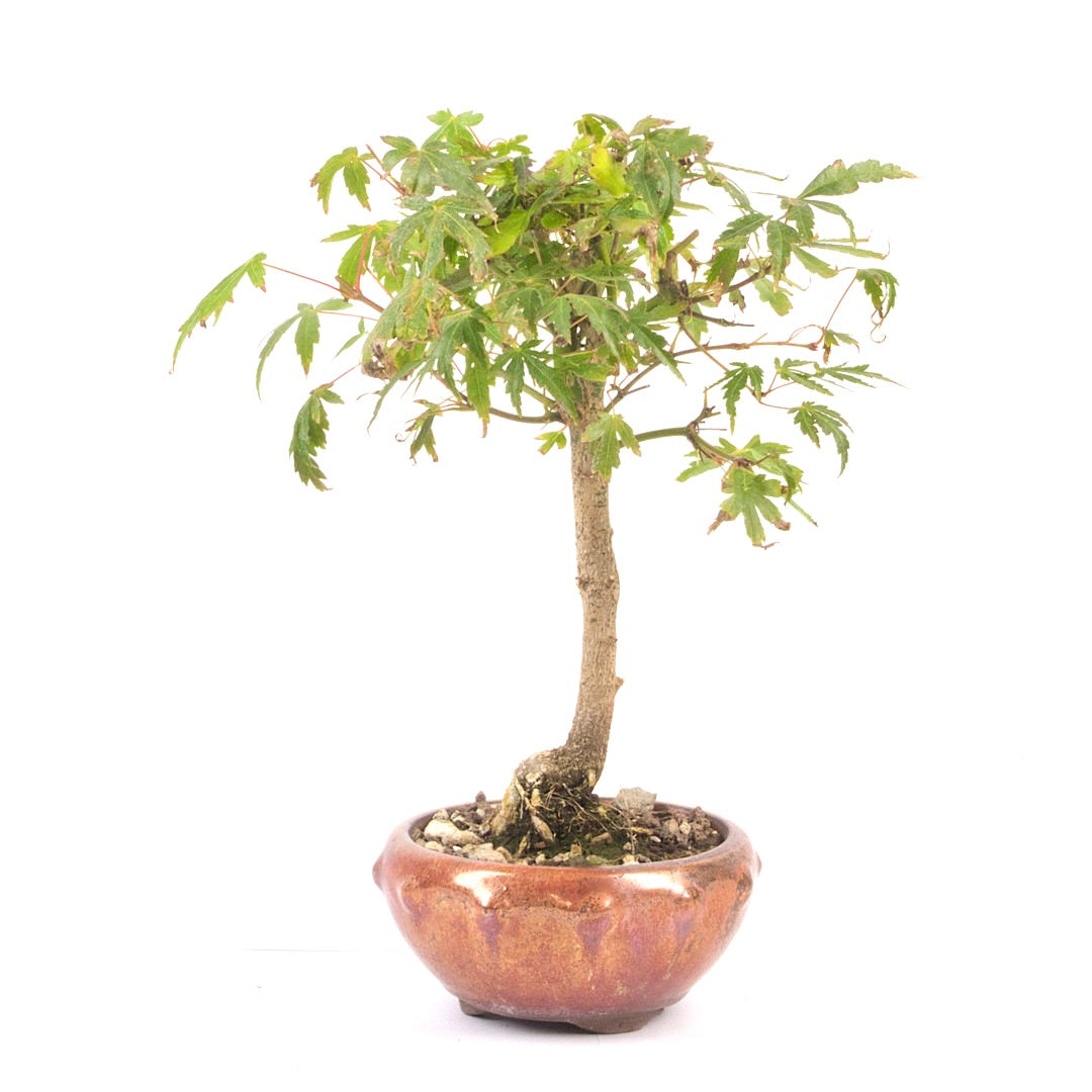 Fächer-Ahorn 'Acer palmatum'