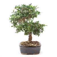 Chinesische Ulme 'Zelkova parvifolia'
