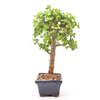 Speckbaum 'Portulacaria afra'