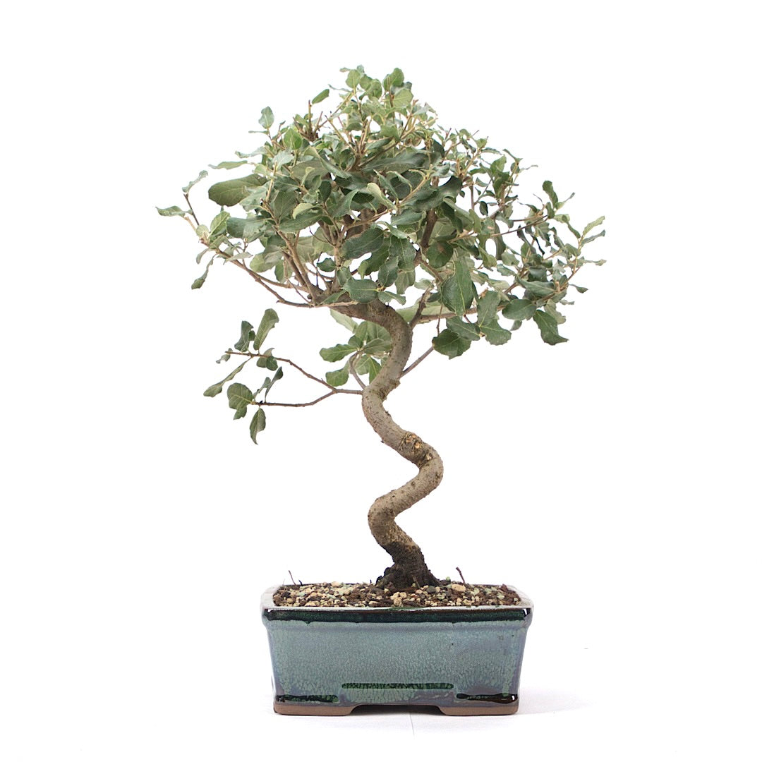 Kork-Eiche 'Quercus suber'