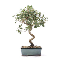 Kork-Eiche 'Quercus suber'