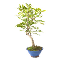 Blauregen 'Wisteria floribunda'