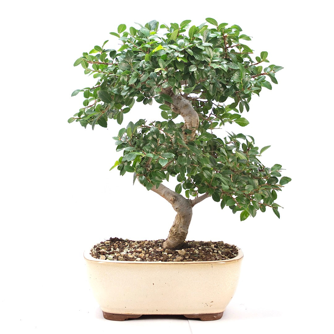 Chinesische Ulme 'Zelkova parvifolia'