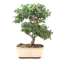 Chinesische Ulme 'Zelkova parvifolia'