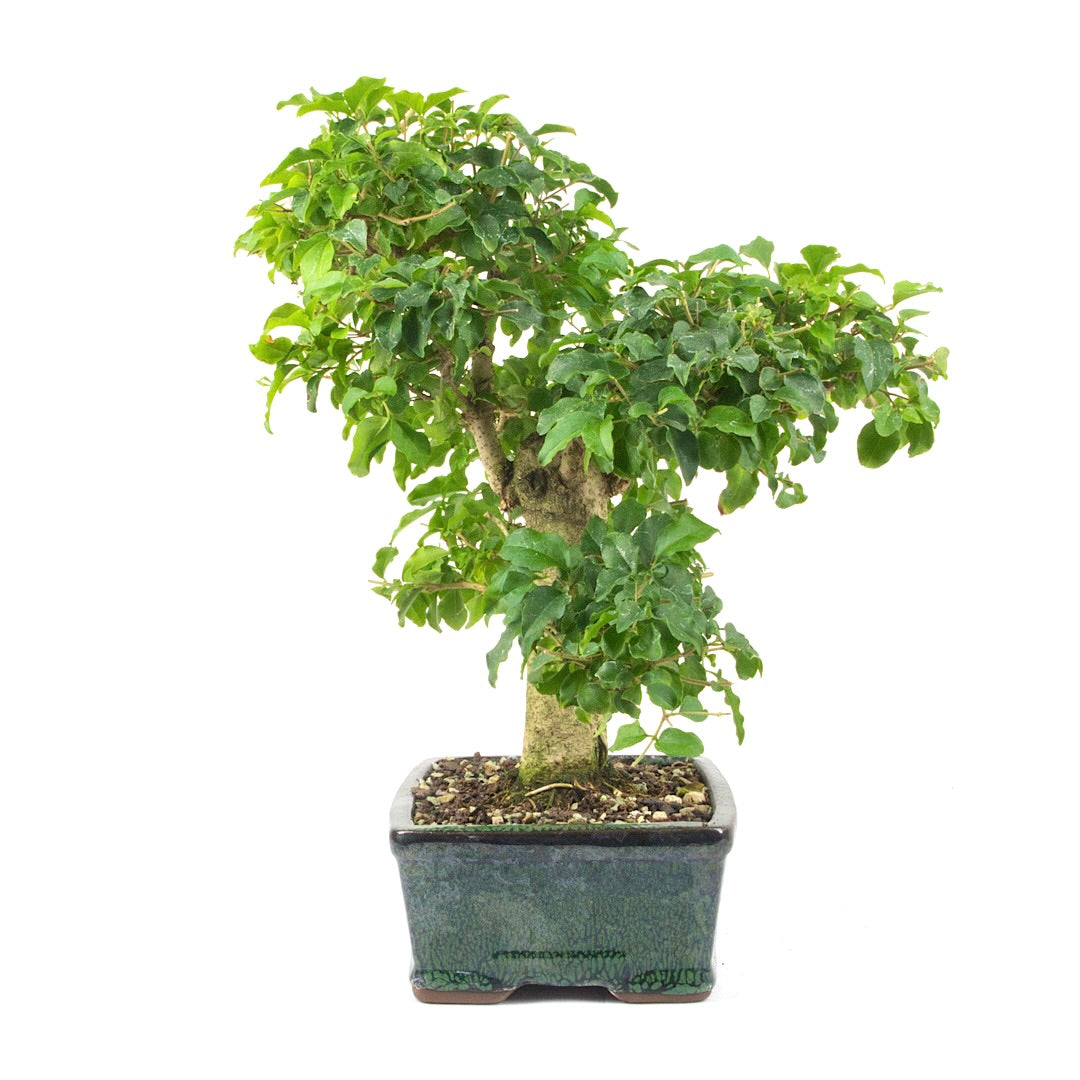 Ovalblättriger Liguster ‚Ligustrum ovalifolium‘