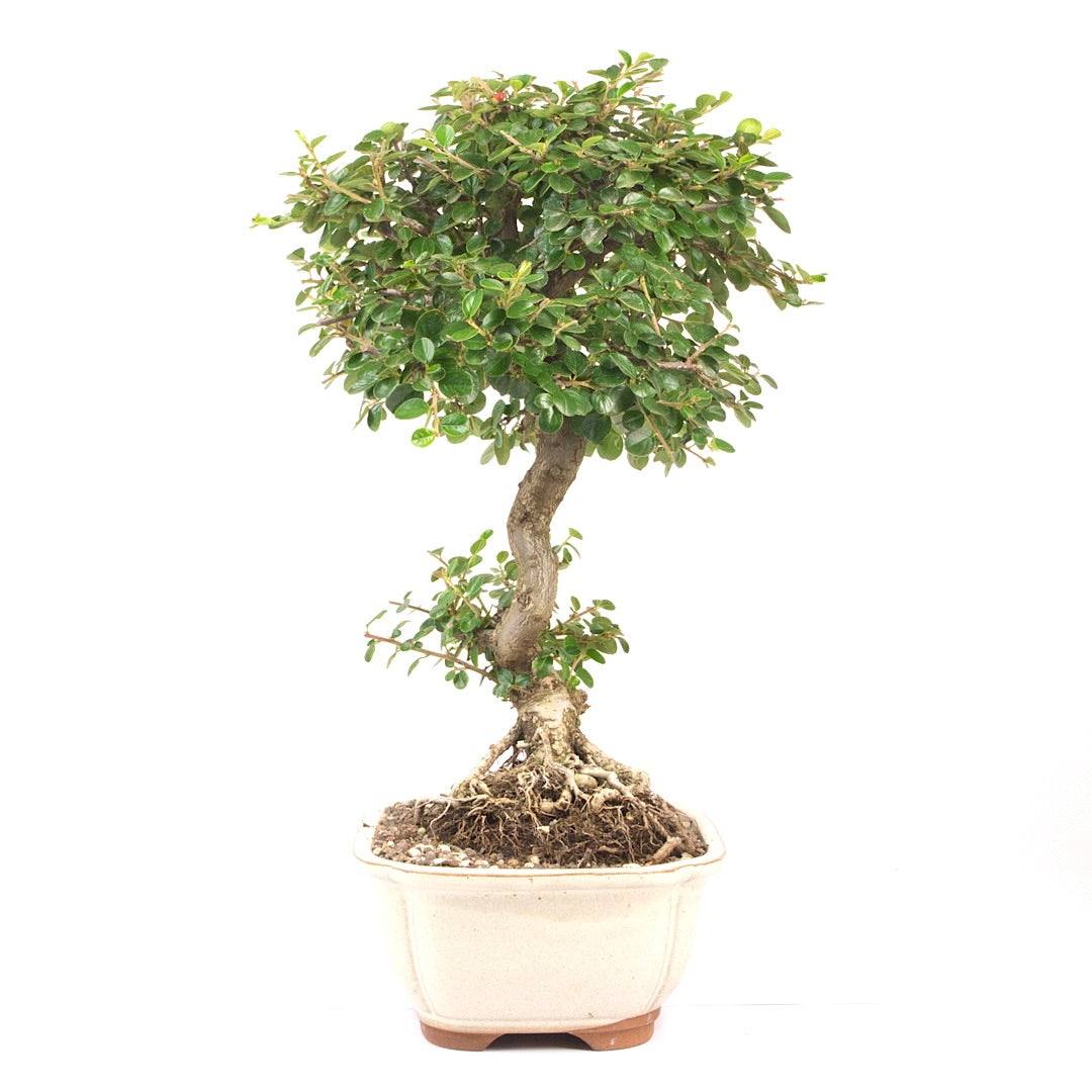 Fächer- Zwergmispel 'Cotoneaster horizontalis'