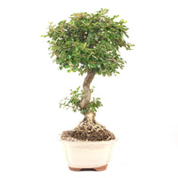 Fächer- Zwergmispel 'Cotoneaster horizontalis'