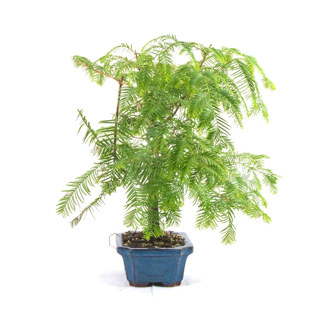 Urwelt Mammutbaum 'Metasequoia glyptostroboides'