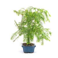 Urwelt Mammutbaum 'Metasequoia glyptostroboides'