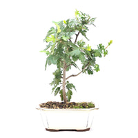 Eingriffelige Weißdorn 'Crataegus monogyna'