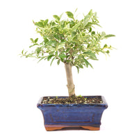 Ovalblättriger Liguster Buntblättrig ‚Ligustrum ovalifolium variegatum‘