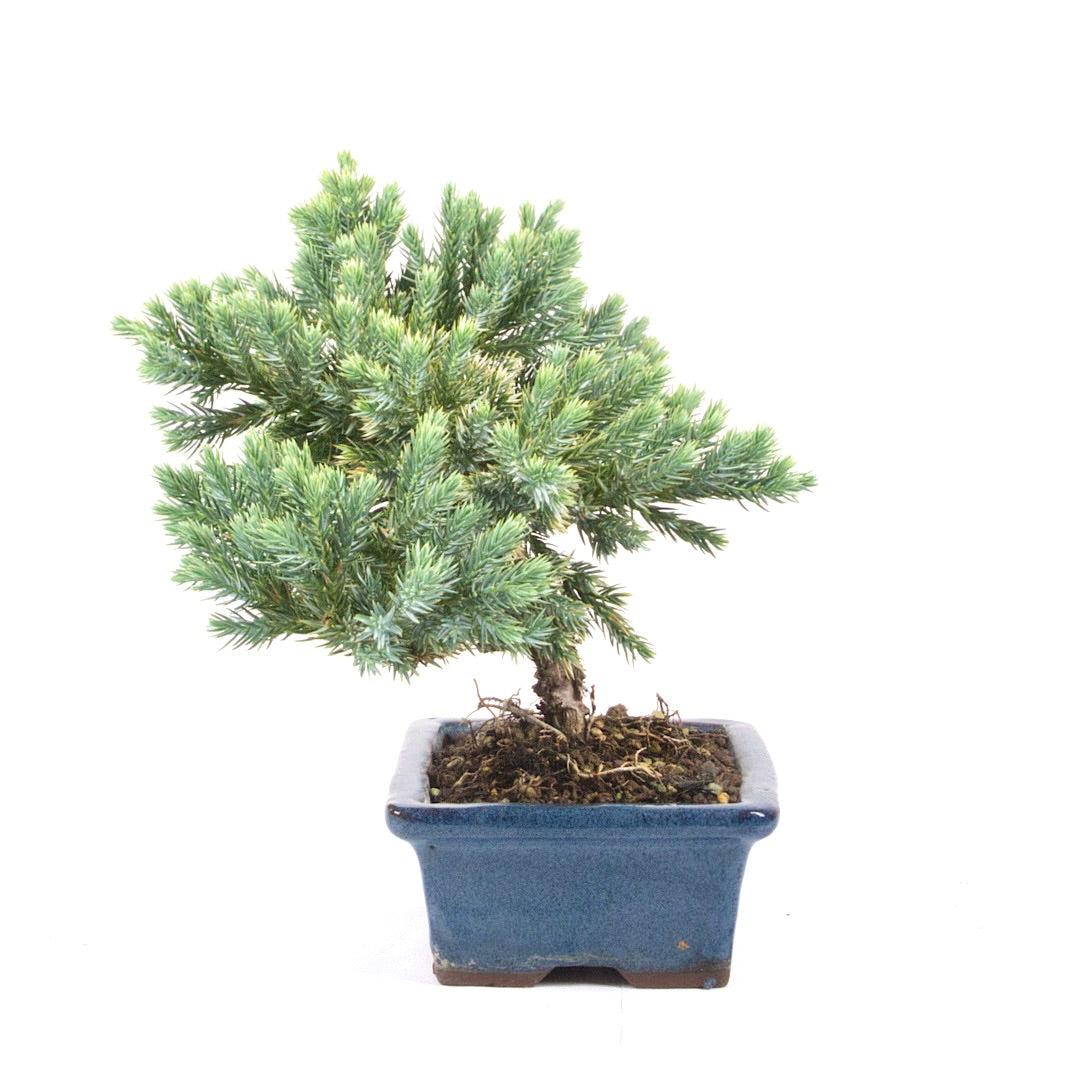 Kissen Wacholder 'Juniperus procumbens Nana'