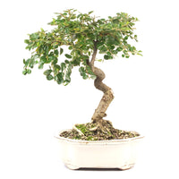 Fächer- Zwergmispel 'Cotoneaster horizontalis'