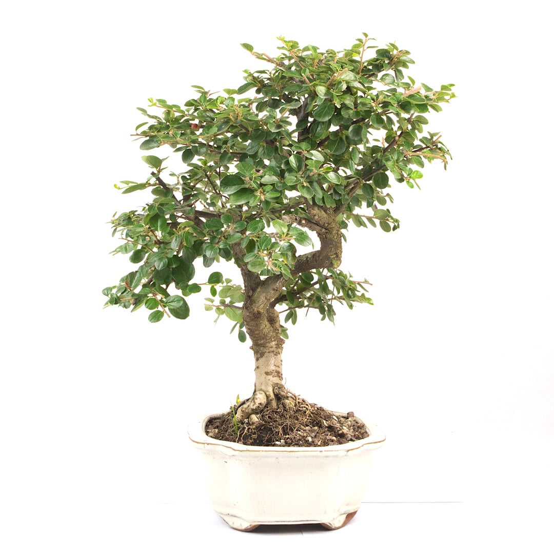 Fächer- Zwergmispel 'Cotoneaster horizontalis'