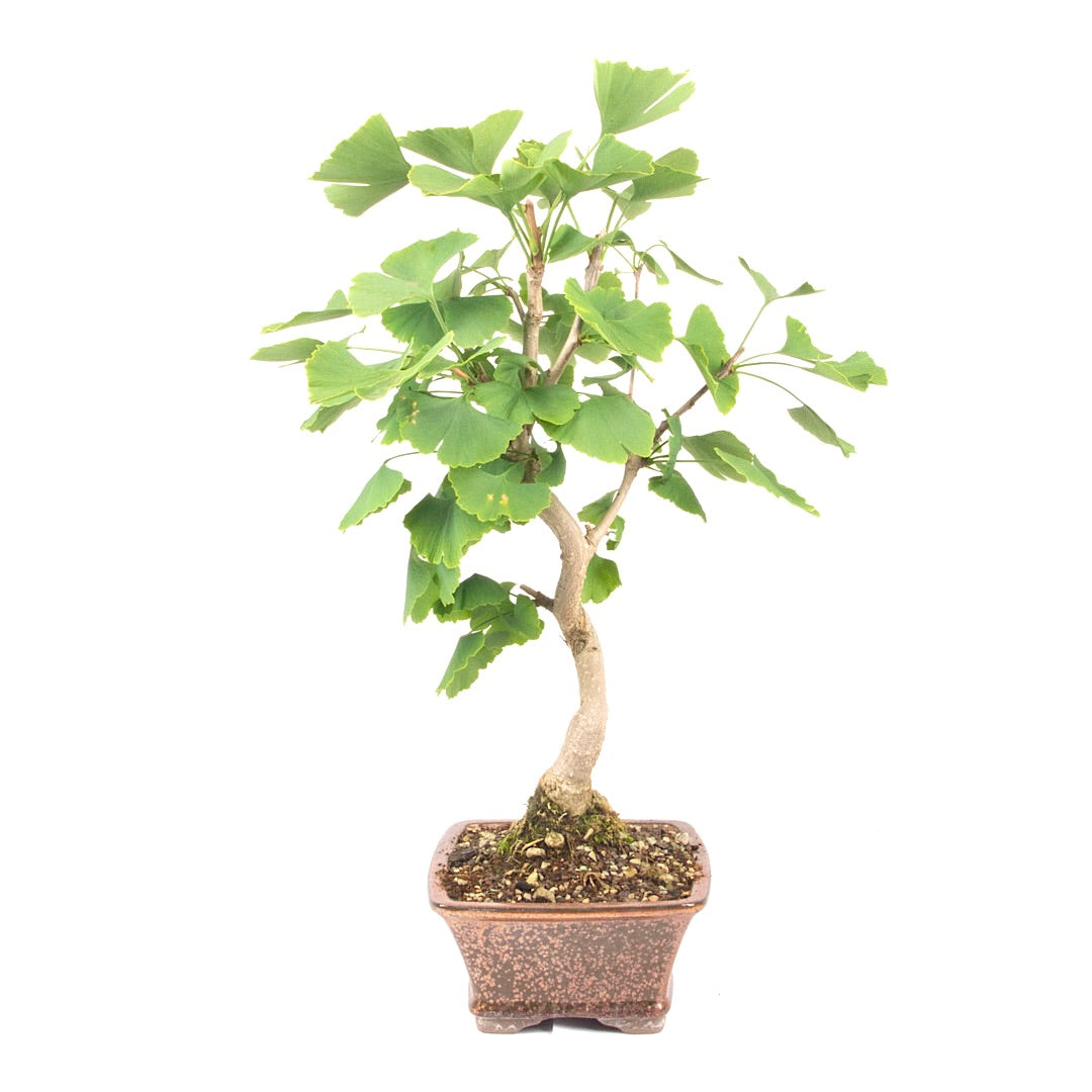 Ginkgo biloba 'Fächerblattbaum'