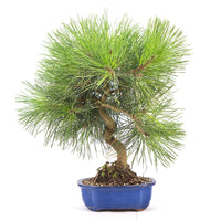 Japanische Schwarzkiefer 'Pinus thunbergii'