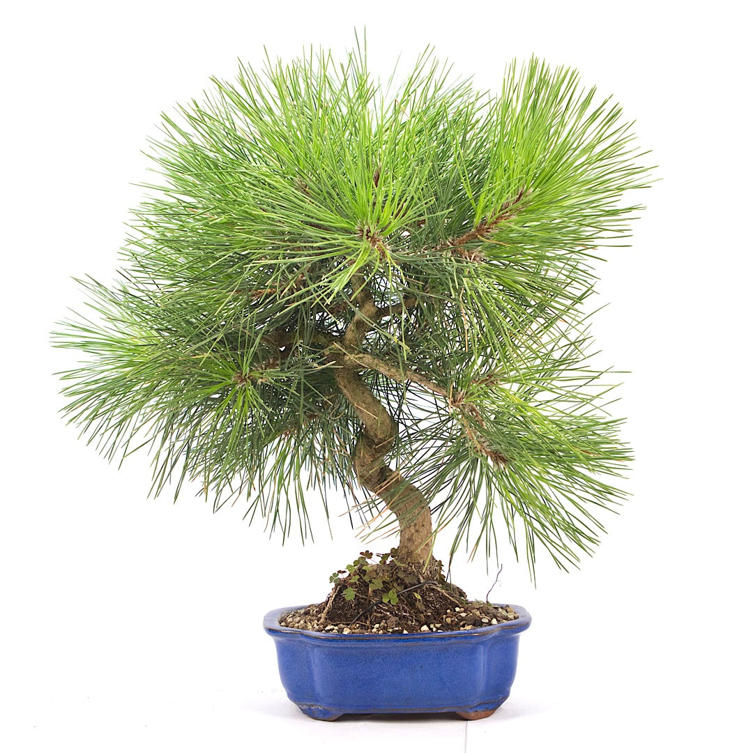 Japanische Schwarzkiefer 'Pinus thunbergii'