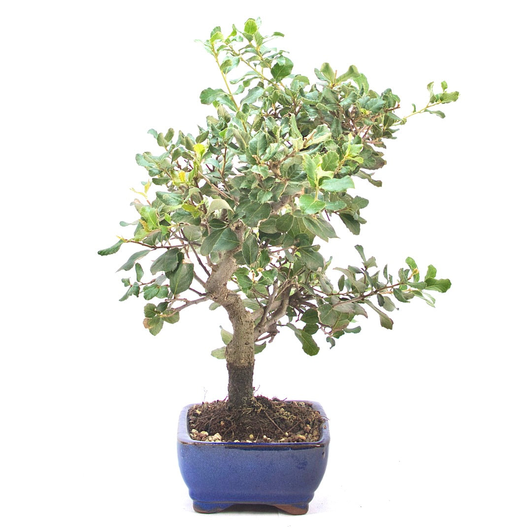 Kork-Eiche 'Quercus suber'