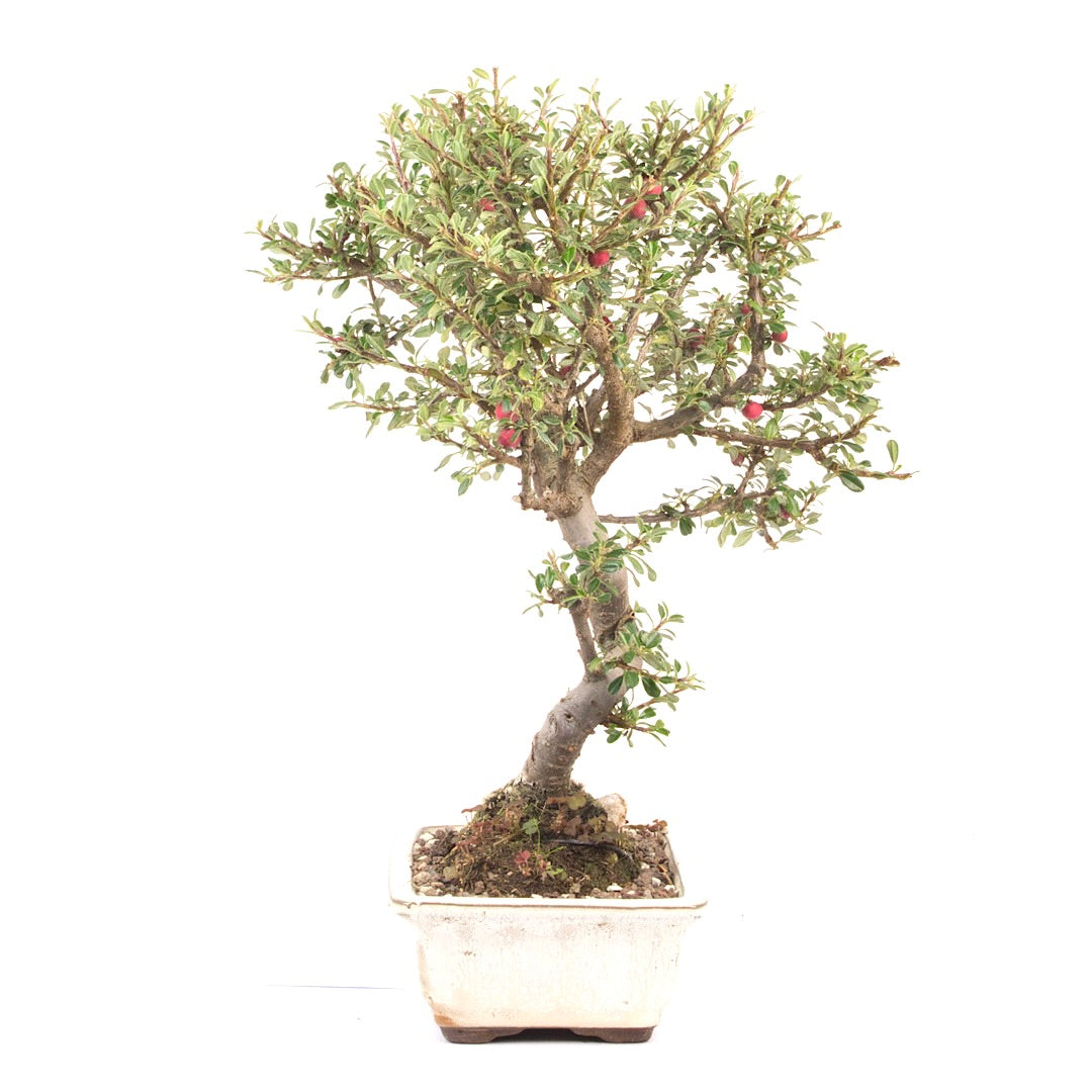Fächer- Zwergmispel 'Cotoneaster horizontalis'