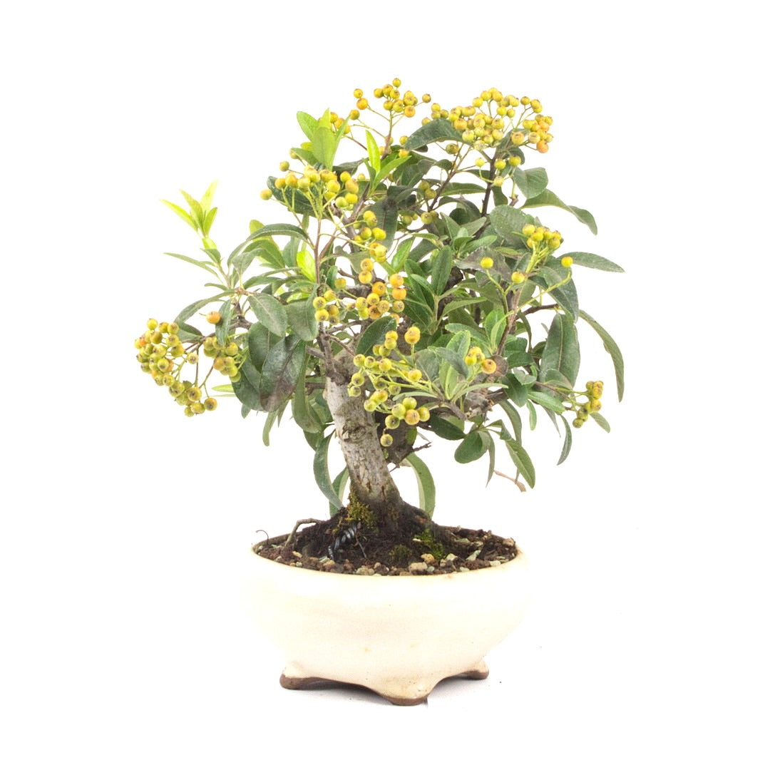 Feuerdorn 'Pyracantha coccinea'