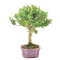 Chinesischer Buchsbaum 'Buxus harlandii'