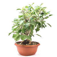 Zierapfel 'Malus spec.'