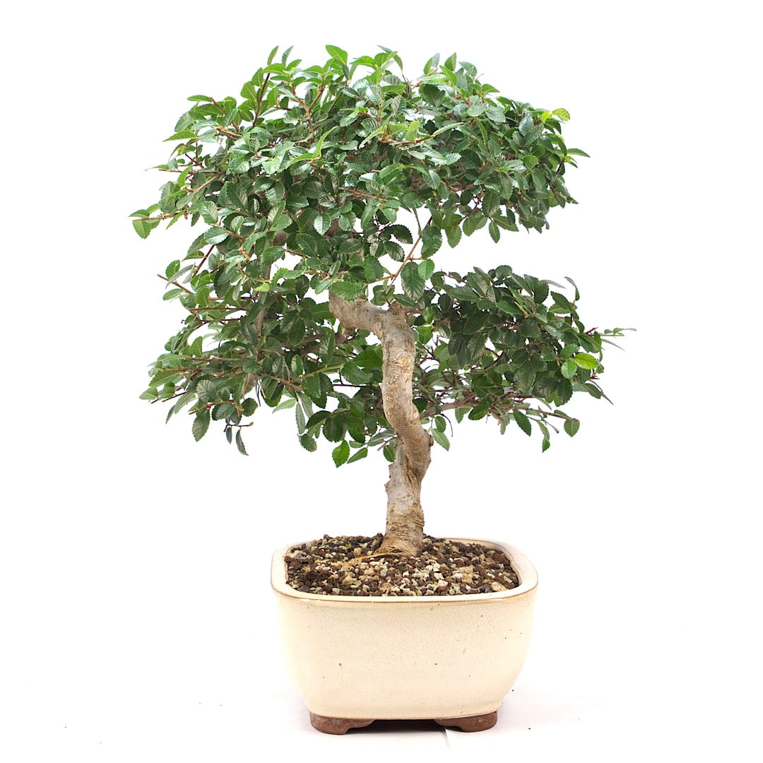 Chinesische Ulme 'Zelkova parvifolia'