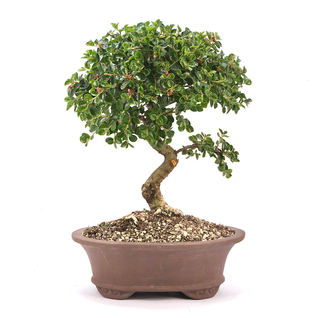 Fächer- Zwergmispel 'Cotoneaster horizontalis'