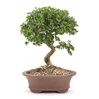 Fächer- Zwergmispel 'Cotoneaster horizontalis'