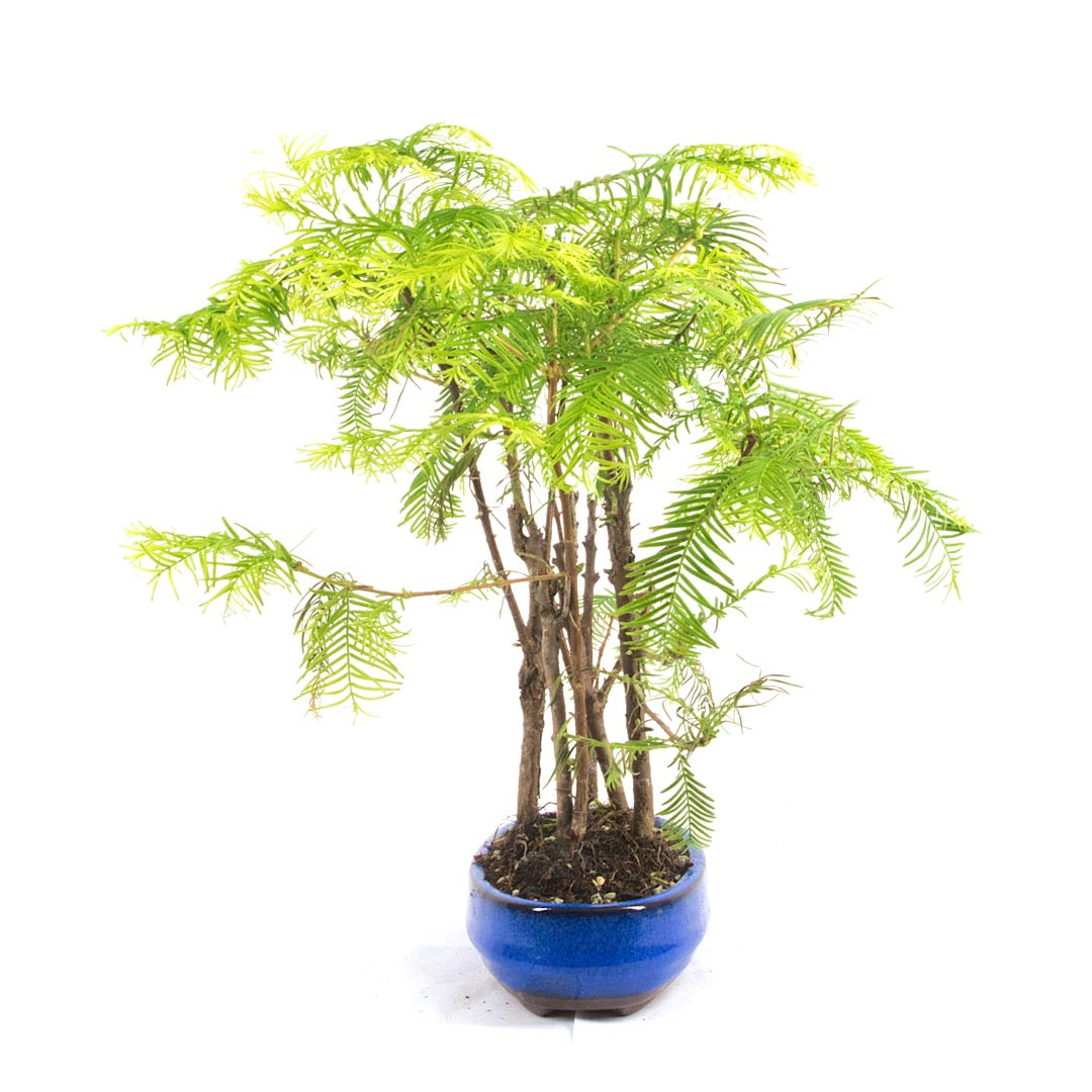 Urwelt Mammutbaum Wald 'Metasequoia glyptostroboides'