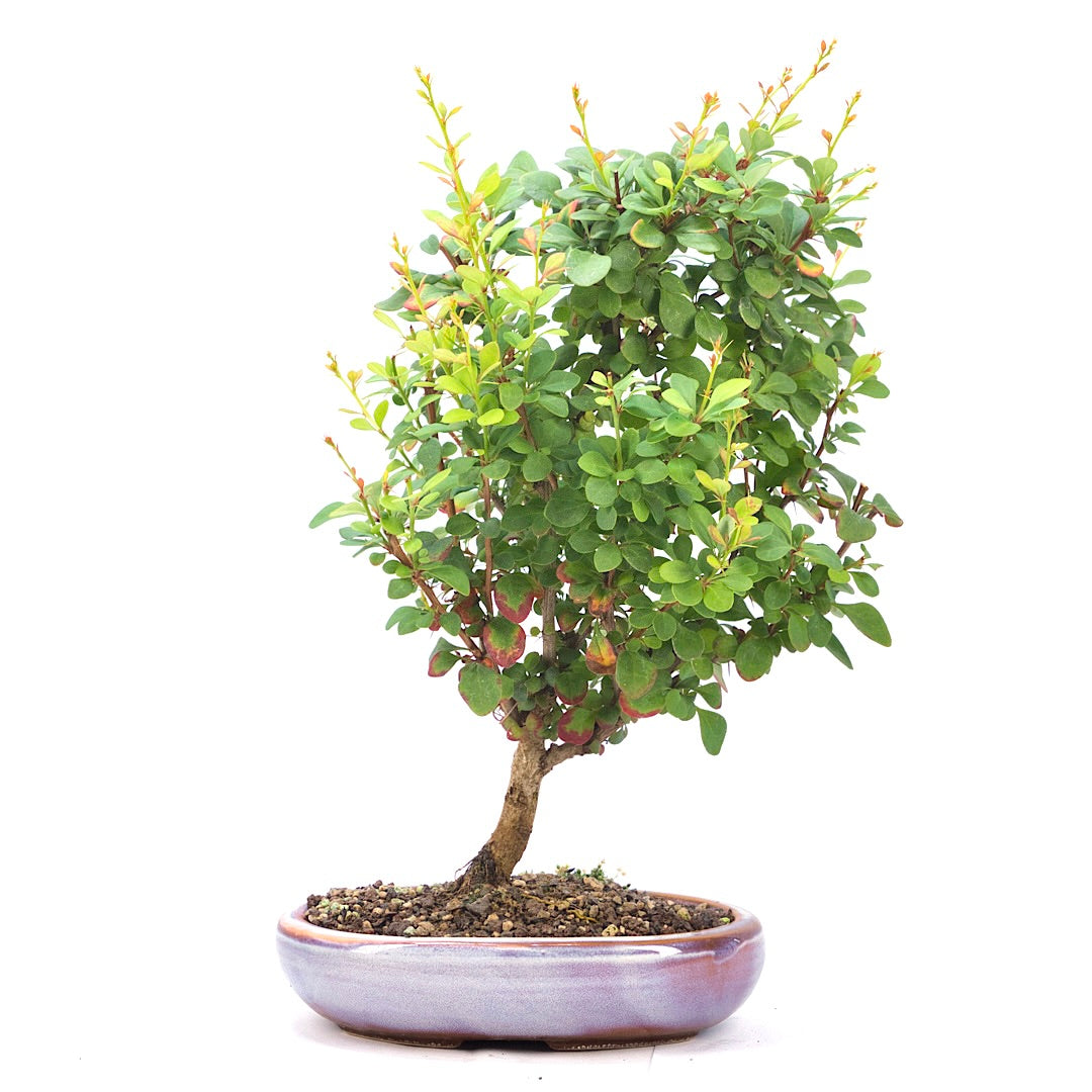 Berberitze 'Berberis