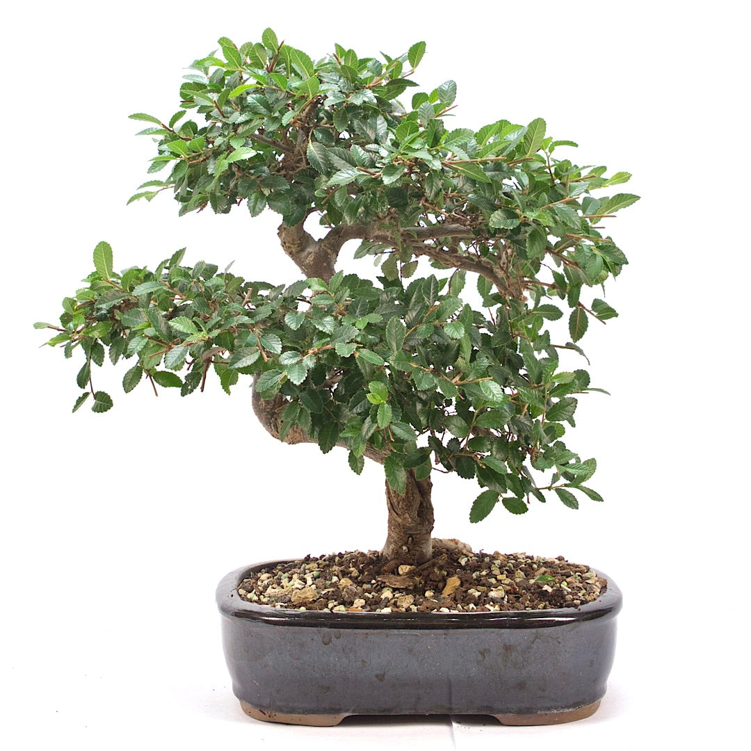 Chinesische Ulme 'Zelkova parvifolia'