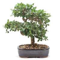 Chinesische Ulme 'Zelkova parvifolia'