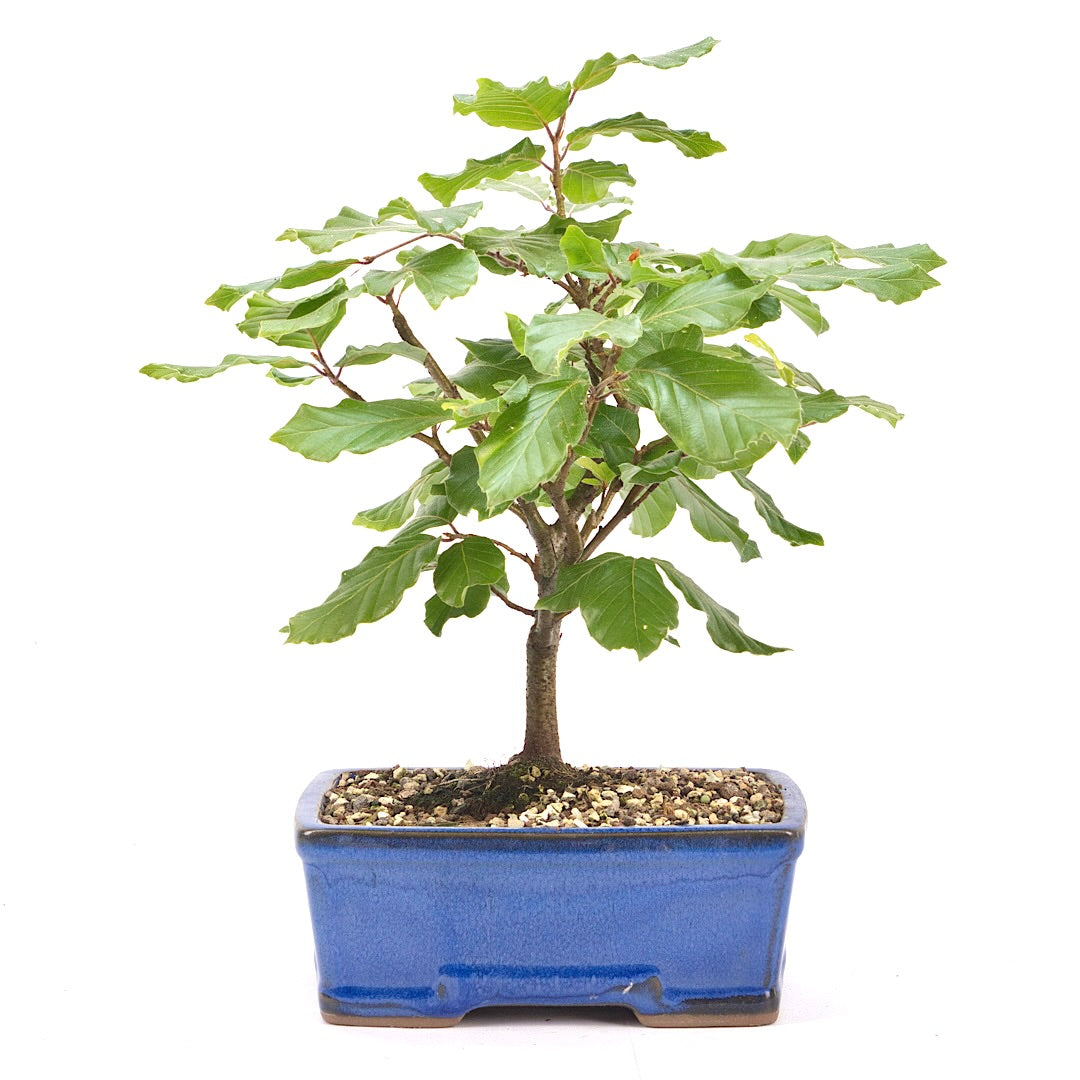 Rotbuche 'Fagus sylvatica'