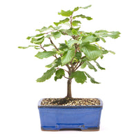 Rotbuche 'Fagus sylvatica'