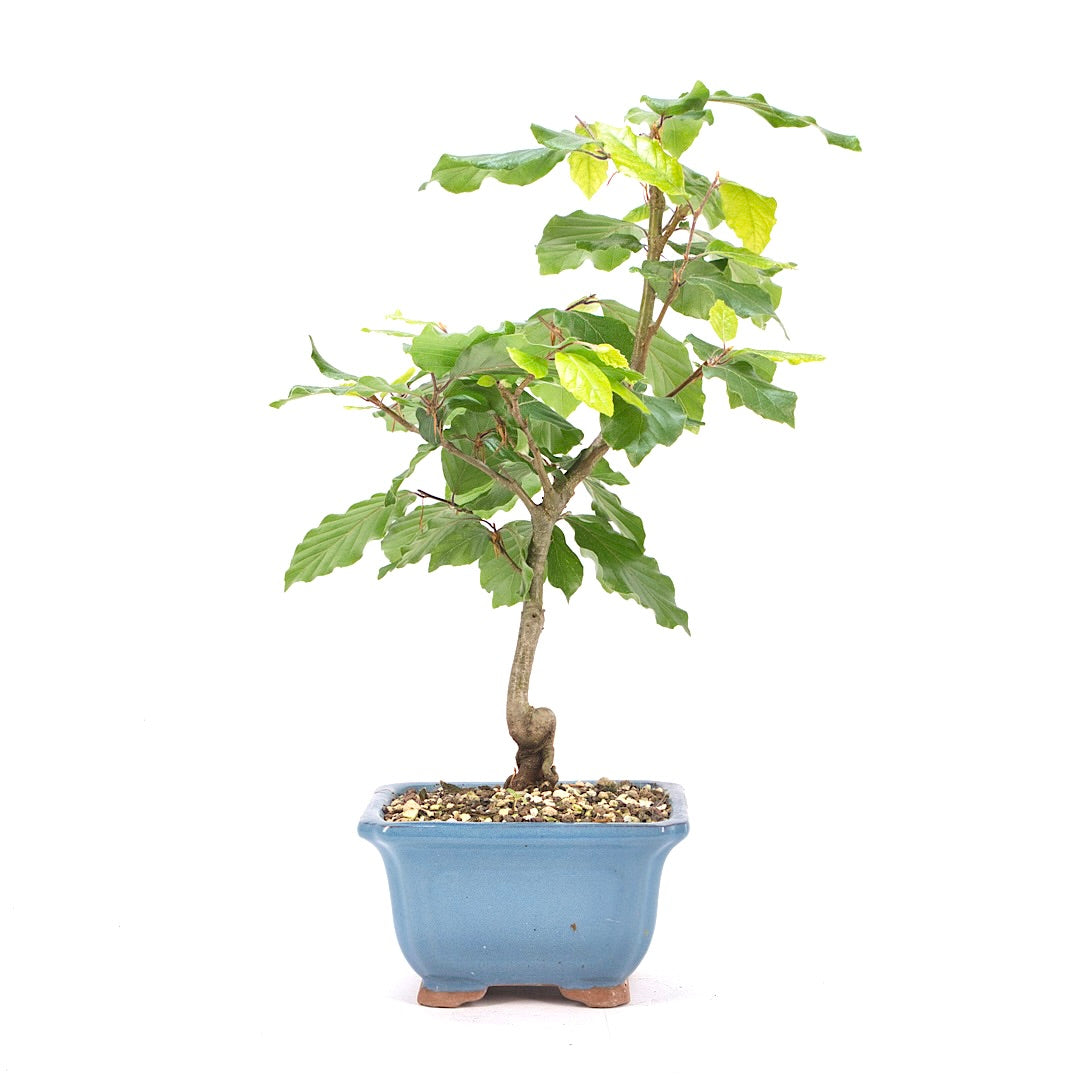 Rotbuche 'Fagus sylvatica'