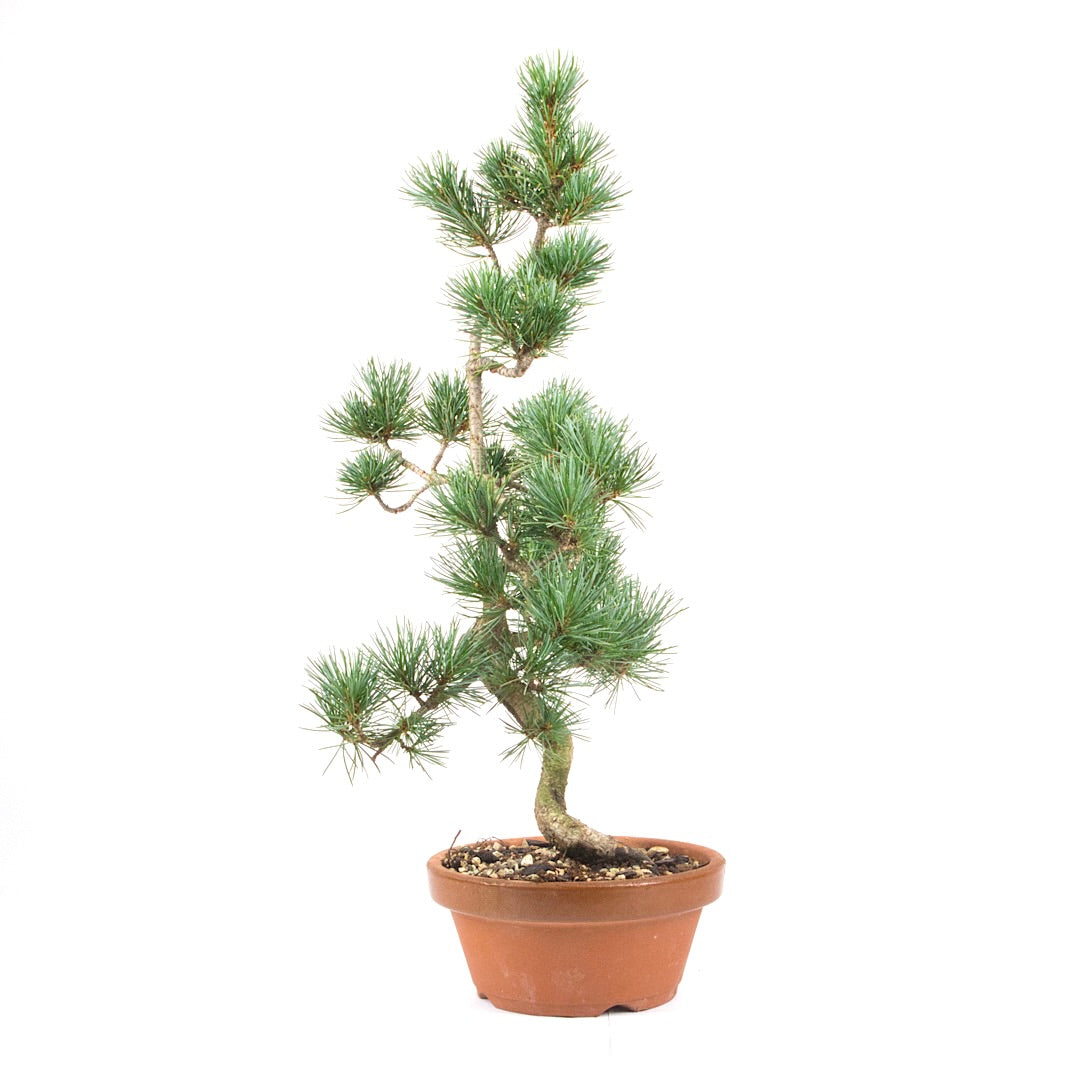 Mädchenkiefer 'Pinus parviflora'