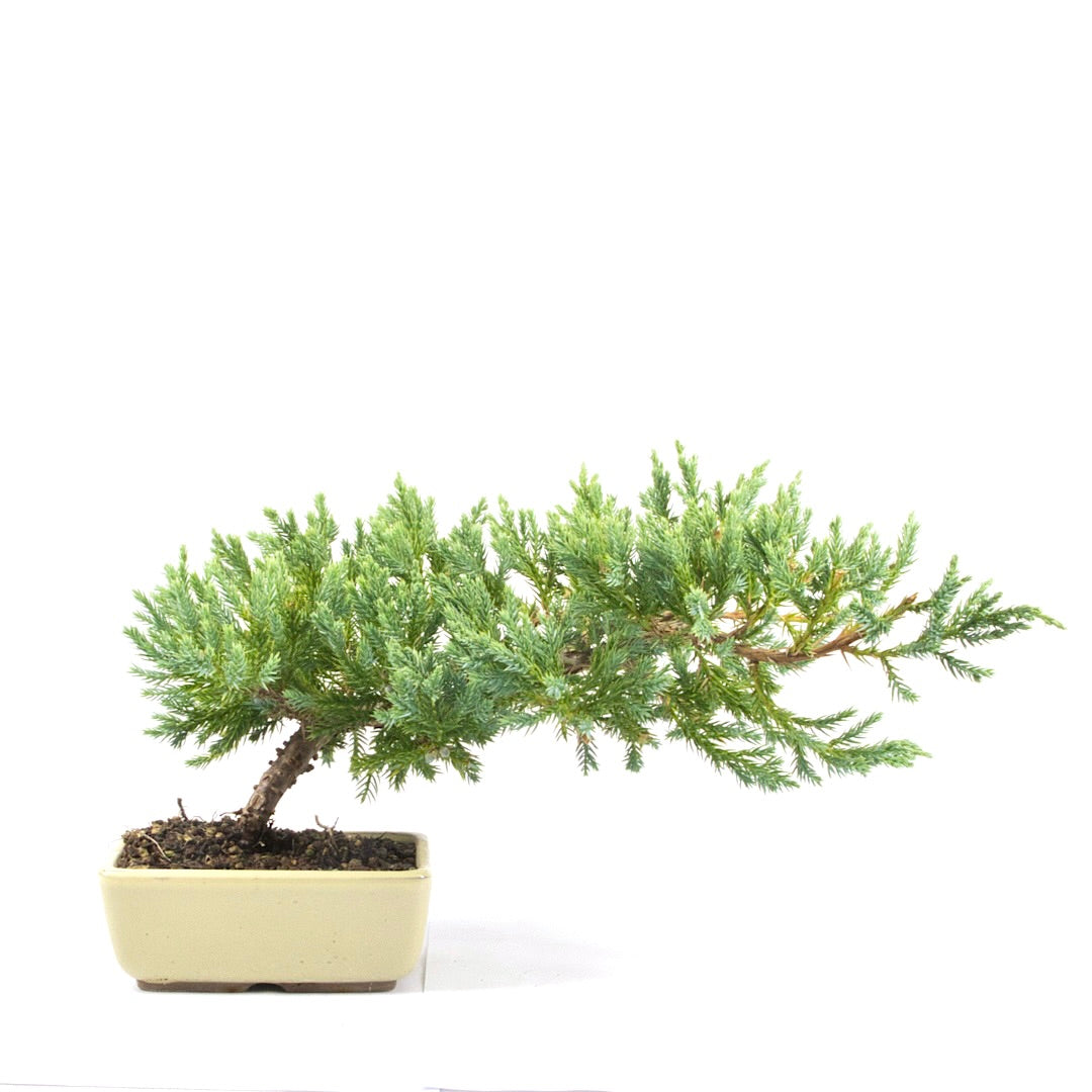 Kissen Wacholder 'Juniperus procumbens Nana'