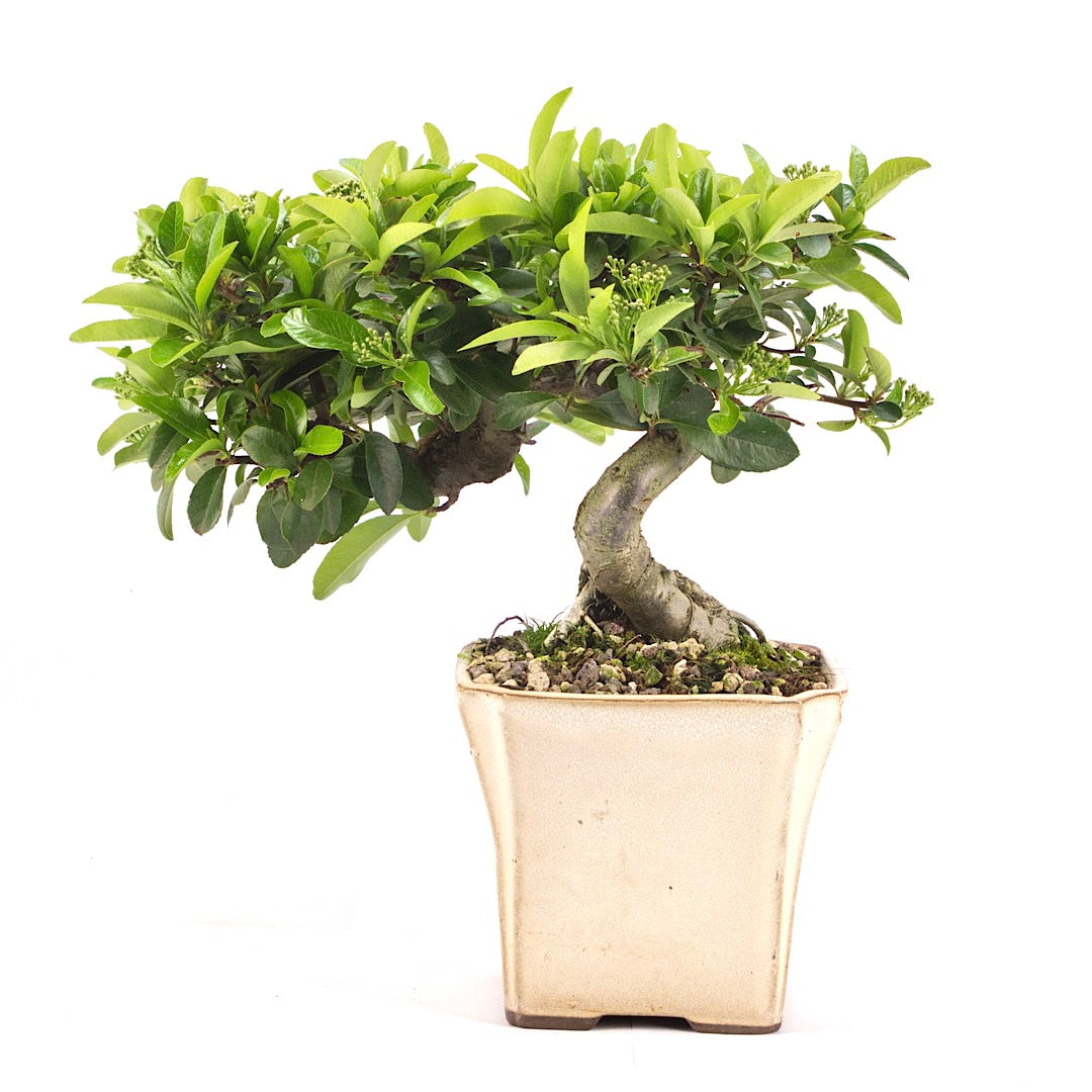 Feuerdorn 'Pyracantha coccinea'