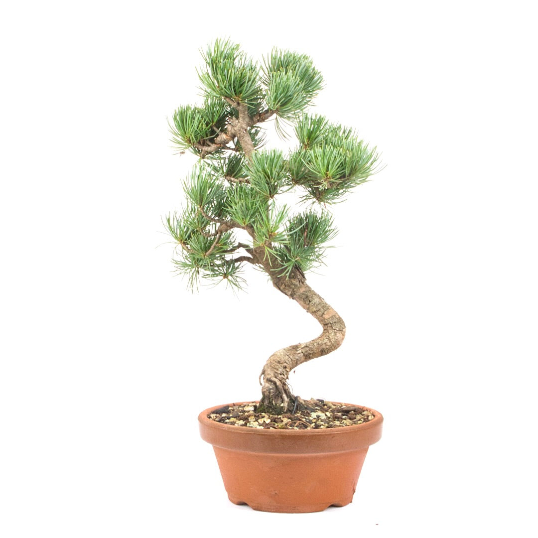 Mädchenkiefer 'Pinus parviflora'