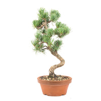Mädchenkiefer 'Pinus parviflora'