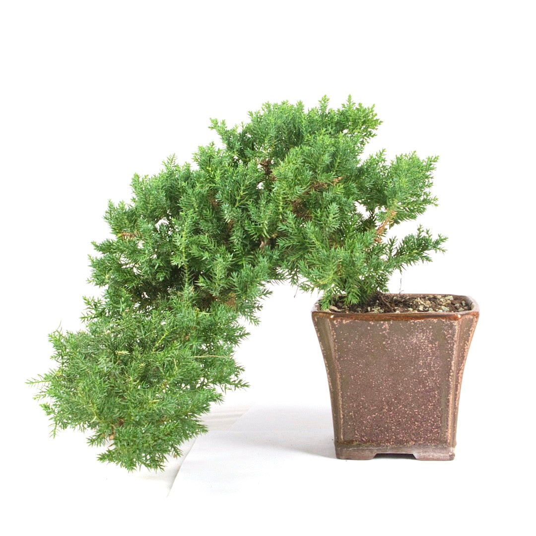 Kissen Wacholder 'Juniperus procumbens Nana'