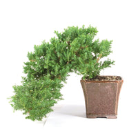 Kissen Wacholder 'Juniperus procumbens Nana'