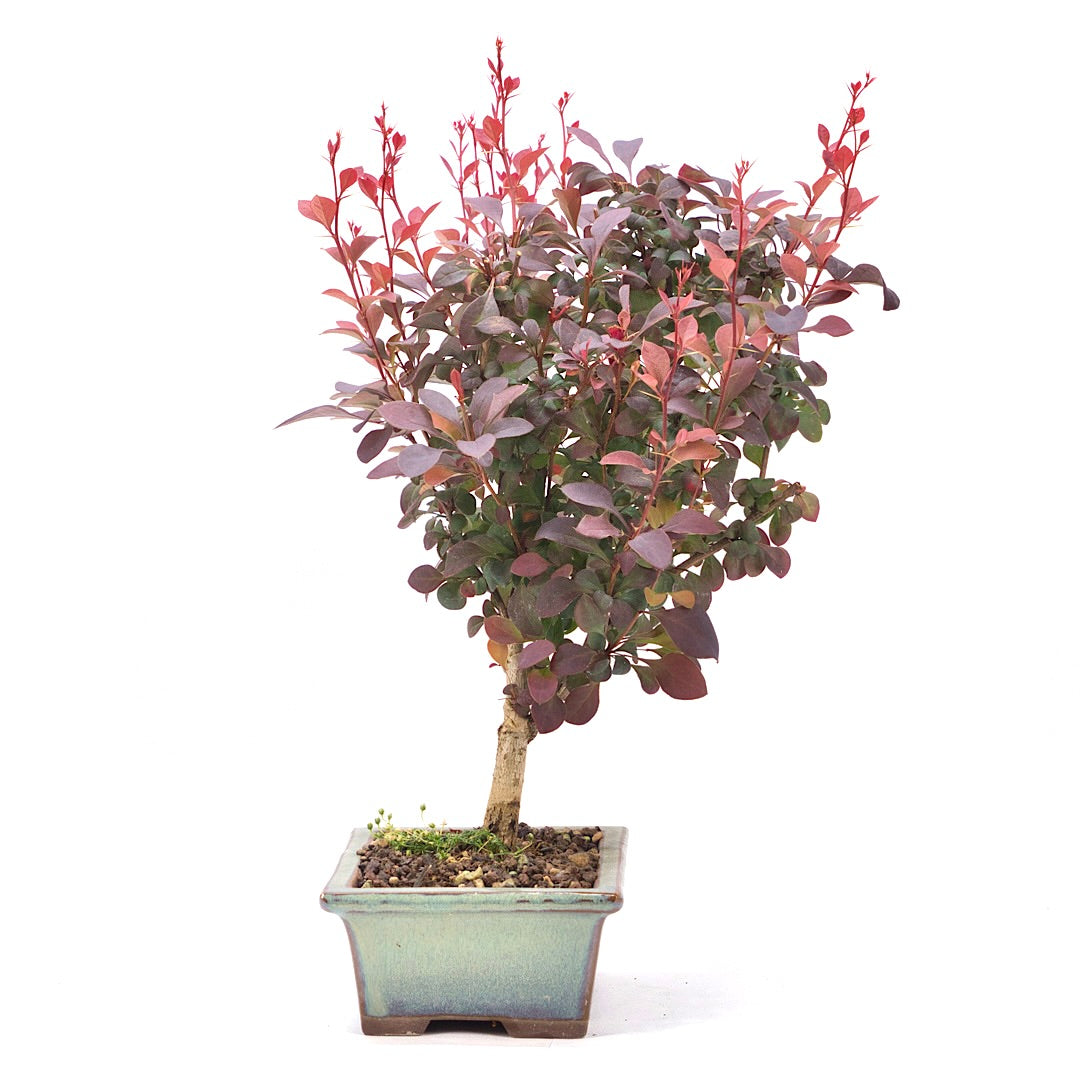 Blutberberitze 'Berberis thunbergii 'Atropurpurea'
