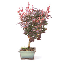 Blutberberitze 'Berberis thunbergii 'Atropurpurea'