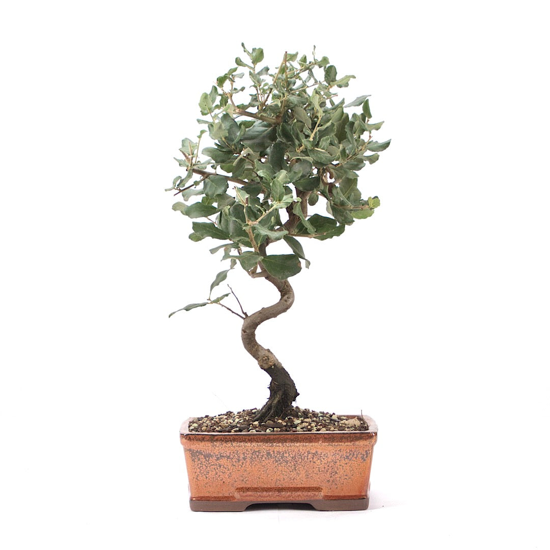 Kork-Eiche 'Quercus suber'
