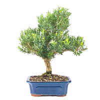 Chinesischer Buchsbaum 'Buxus harlandii'
