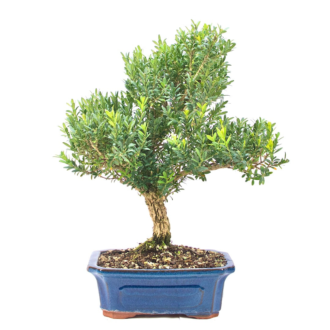 Chinesischer Buchsbaum 'Buxus harlandii'