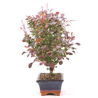 Blutberberitze 'Berberis thunbergii 'Atropurpurea'